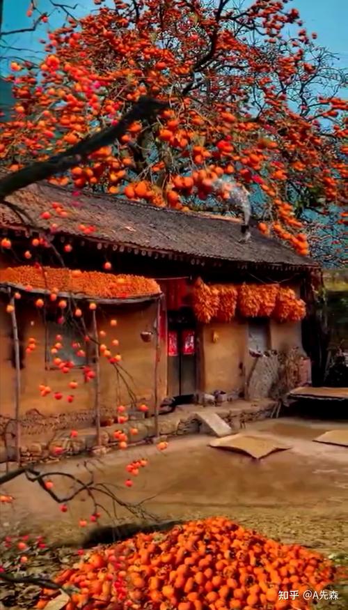 2021国庆第一天老家的柿子红了