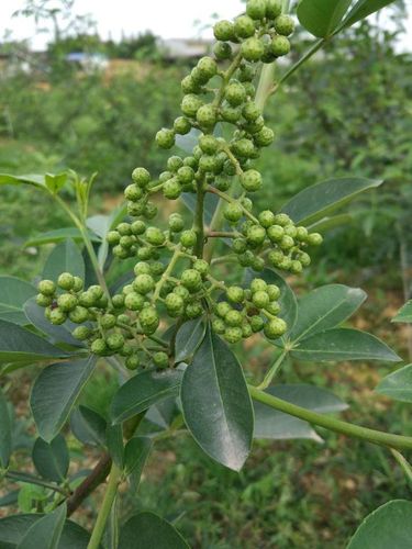 内江藤椒苗内江藤椒苗价格内江无刺藤椒苗