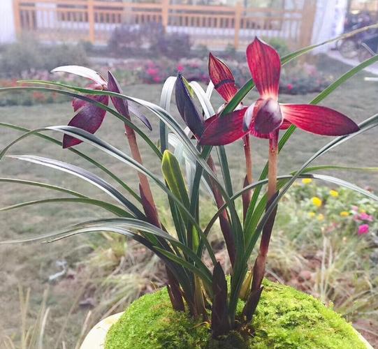 此兰花,是春兰红素no1,芳香四溢,性状稳定,新手照样能