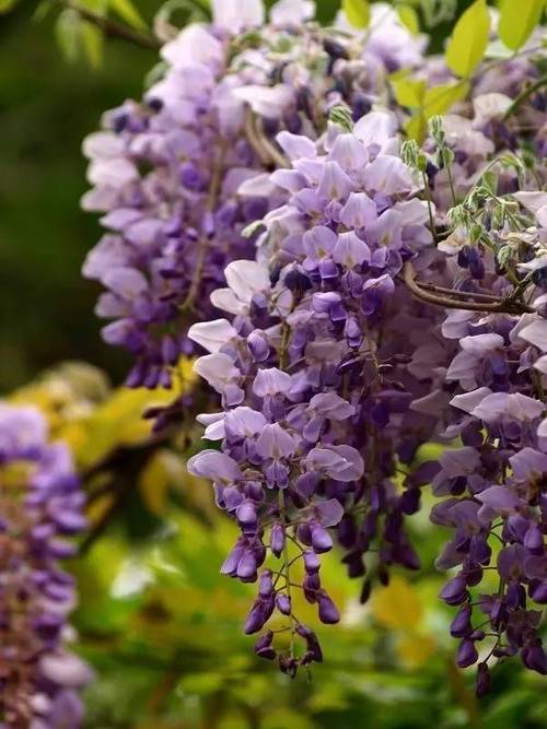 植物学堂丨花叶不相见的36种植物除了曼珠沙华你还认识几个