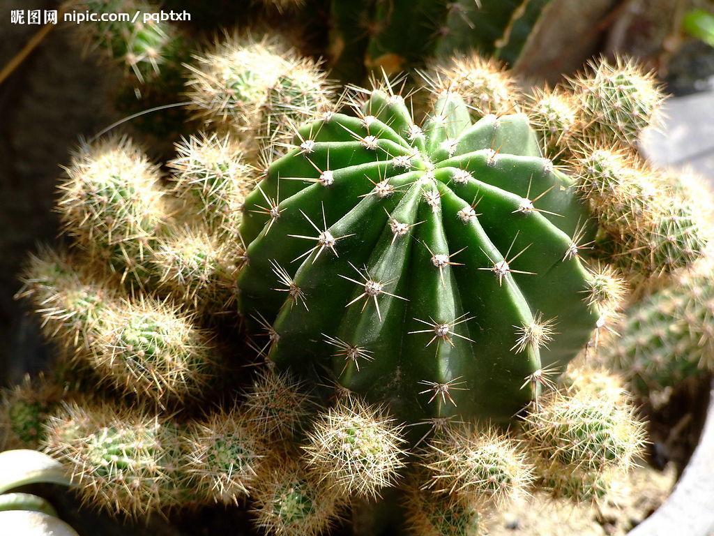 大小仙人球图片