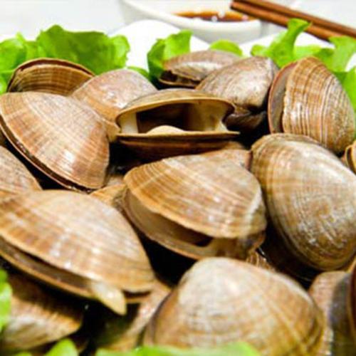隆亿食品 新鲜黄蚬子 正宗丹东黄蚬子 东港海鲜 海鲜批发.