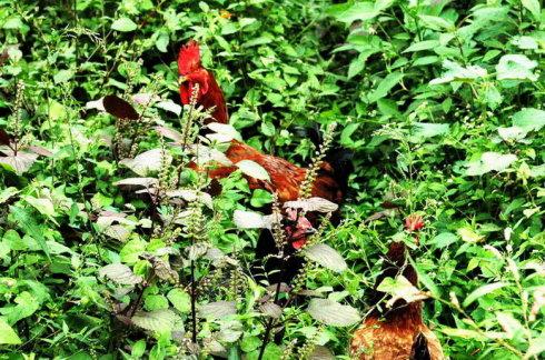    十一,漂亮的大公鸡也不甘示弱