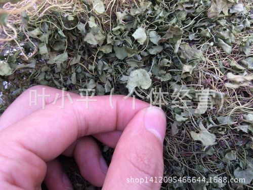 现货热销 铜钱草 金锁匙 野生马蹄金 质量可靠
