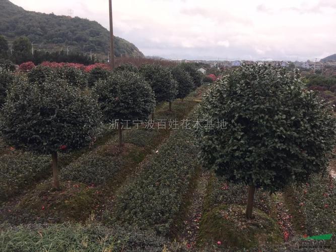 浙江高杆茶梅5-12公分介绍价格_供应_图片_浙江宁波百姓花木基地