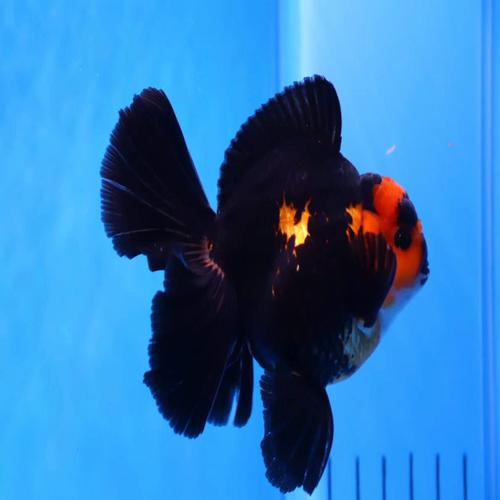 精品泰狮f1百褶裙进口金鱼活体观赏鱼高档宠物鱼