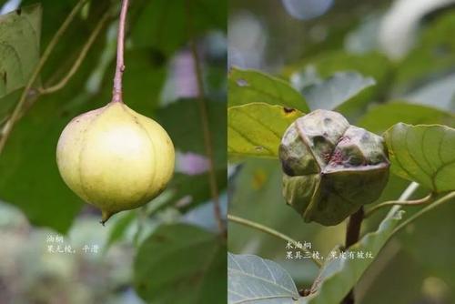 桐花如雪的季节,油桐和木油桐的不同