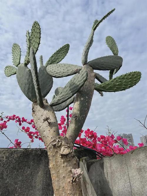 见过如此超级巨型仙人掌没它高3米多已陪伴主人20年