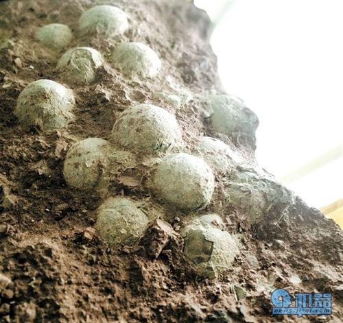 这一窝恐龙蛋化石保存得十分完整金羊网记者王磊摄