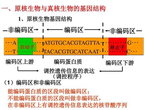 原核生物与真核生物基因结构ppt27页