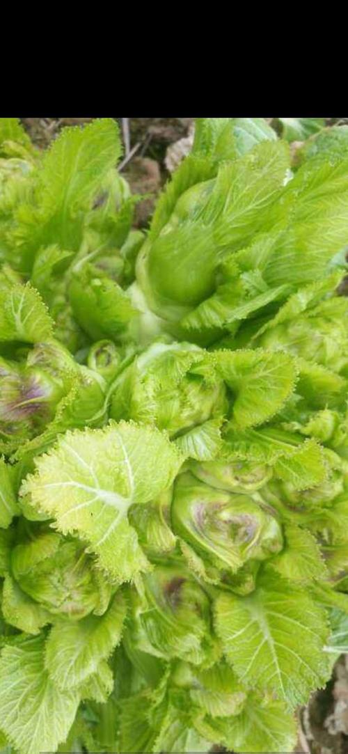 鱼儿菜:1.98元/斤