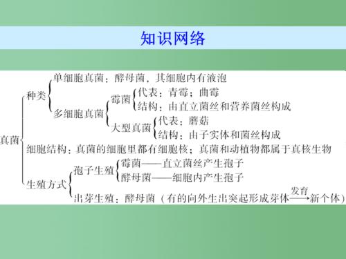 八年级生物上册第五单元第4章第3节真菌导练新人教版