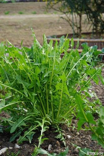 菊苣菜的功效与作用 菊苣别称苦菊,药用的话有清热解毒,利尿消肿健胃