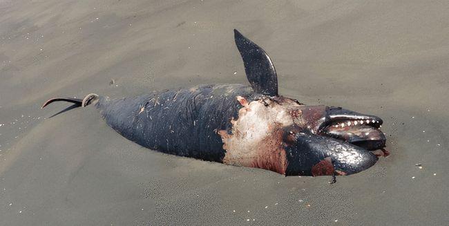 500斤伪虎鲸在江苏连云港搁浅,头部伤痕明显,为什么会