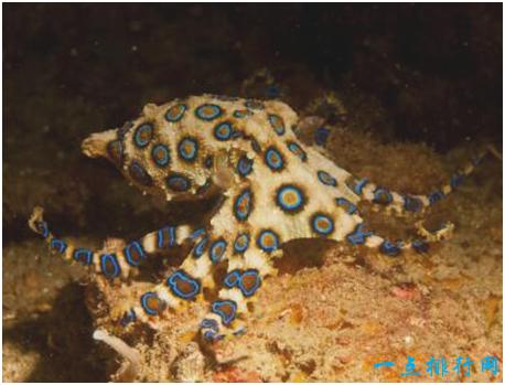 世界上最毒的章鱼,一只蓝环章鱼能在几分钟内毒死26人