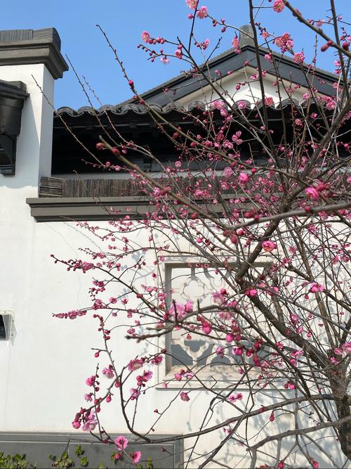 2021年的立春预示着寒冷的冬季即将结束,院子里梅花竞相绽放,讨人喜爱