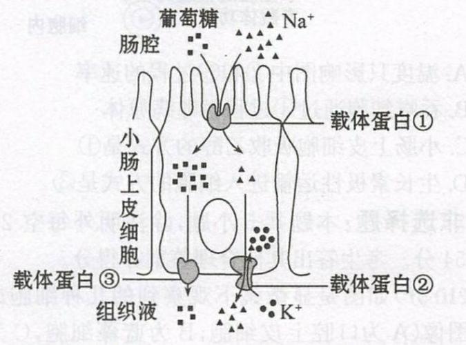 3.如图为小肠上皮细胞物质跨膜运输示意图,下列相关叙述正确的是