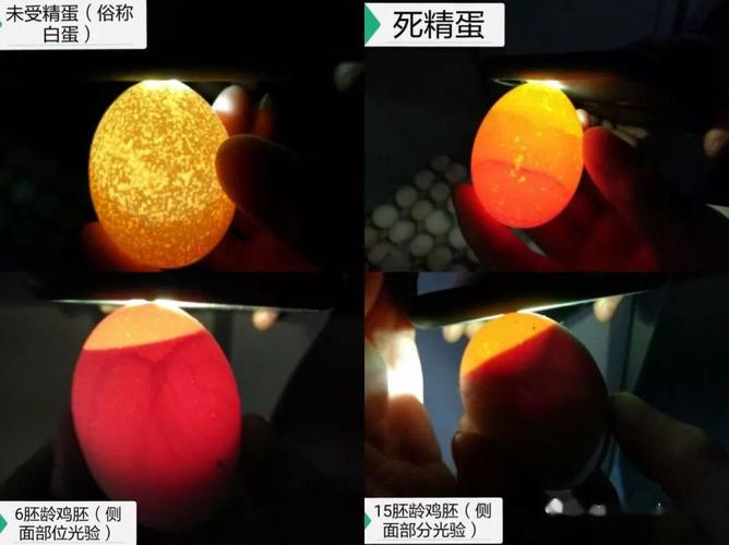 【技术】验蛋知识分享