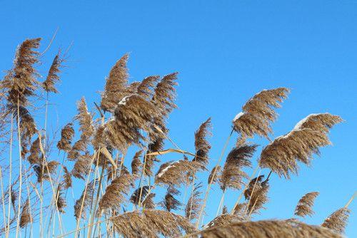 精选描写冬天的风作文十篇 可收藏!