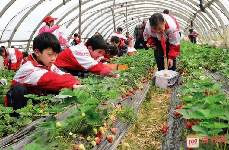 小学生实践活动感想