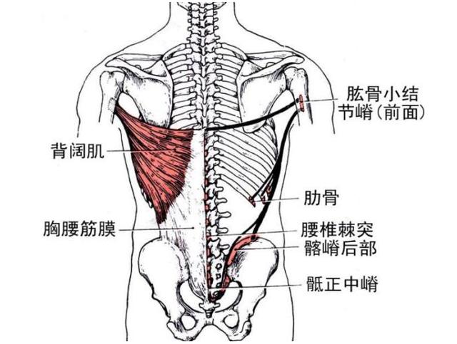 2.除了肩和腰,背阔肌的起止点位置也很重要.