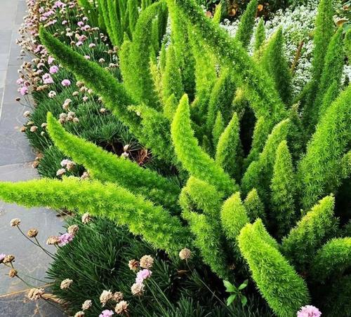 形似狐狸尾巴,逐渐走红网络的狐尾天门冬