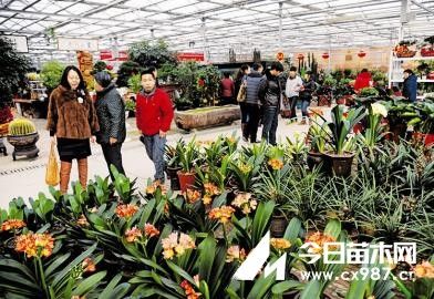 山西太原:花卉市场呈现购销两旺景象