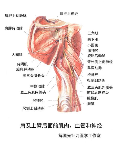 参与肩关节运动的肌肉