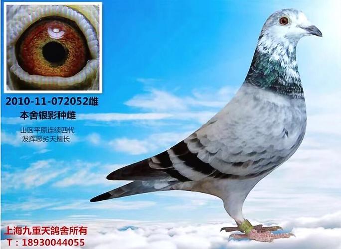 凡龙银影_上海九重天_ag188.com爱鸽商城_中国信鸽