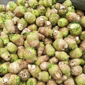 四川大头菜新鲜生头