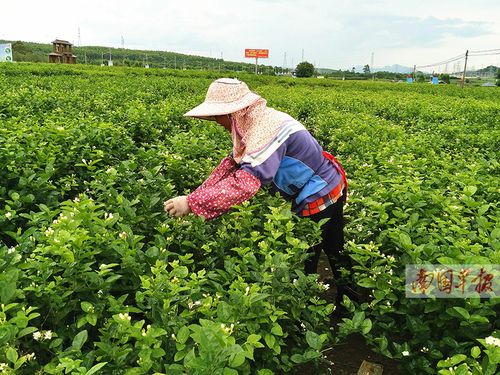 2017年中国横县茉莉花文化节8月2628日举办图