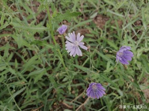 苦菜花开向天外,幸福美景记心怀.