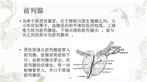 前列腺解剖ppt课件