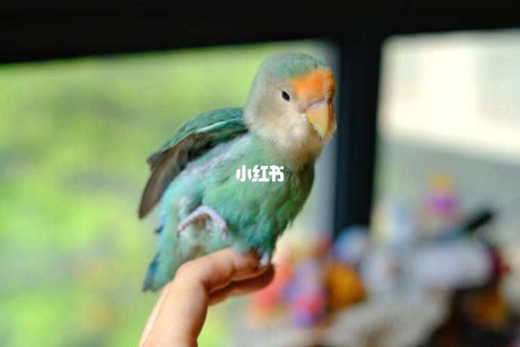 牡丹鹦鹉 | 绿金顶98洗完澡的豆豆_牡丹_手养牡丹鹦鹉_宠物_宠物