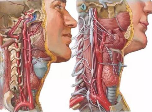 椎动脉型颈椎病的x片判读