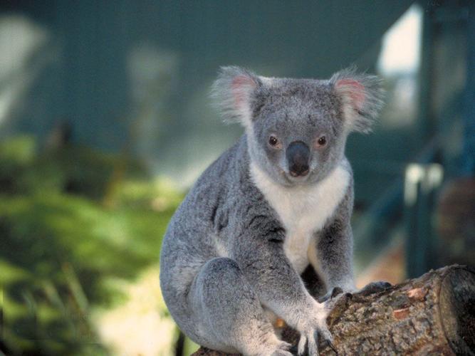 lone pine koala sanctuary 龙柏考拉动物园保护区门票  起