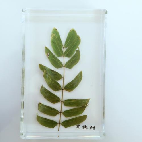 创意树脂工艺品厂家直销标本教学琥珀工艺品黑瑰树外形植物标本