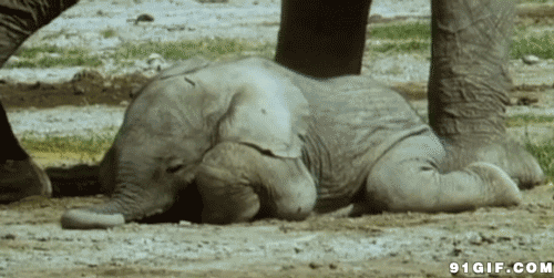 动态动物——69