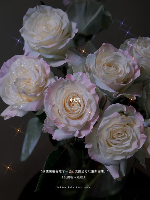 进口玫瑰【厄瓜多尔- aurora欧若拉】_厄瓜多尔_鲜花