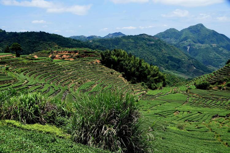 安溪茶山(感德高坪头)