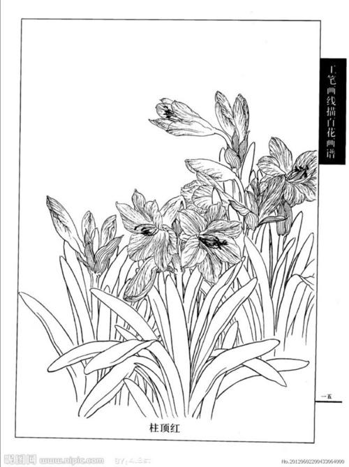 朱顶红