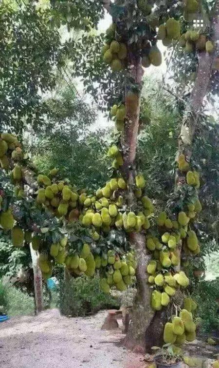 博白人你见过菠萝蜜树王吗?挂满200多个果,罕见!