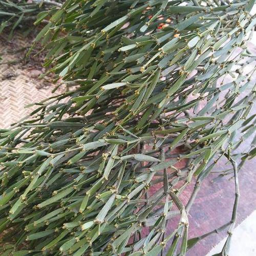 广西贺州昭平县 枫寄生