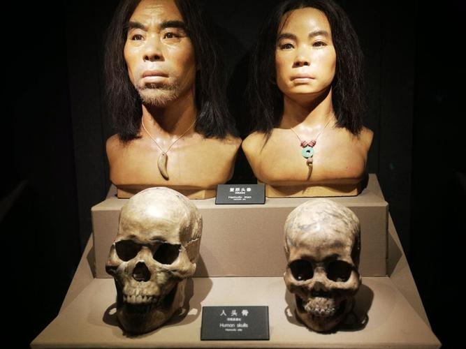 这是复原的河姆渡人头像和人头骨.
