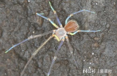 八只眼蜘蛛有点萌萌哒但是蜘蛛是一个可怜的近视眼