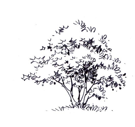 景观手绘中如何表现植物(线稿部分)