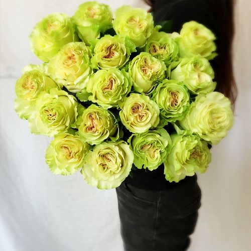 琉璃翠月季的优缺点