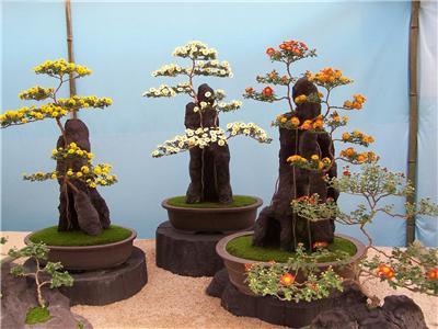 日本观菊印象:近百个品种共1000多盆菊花(图)