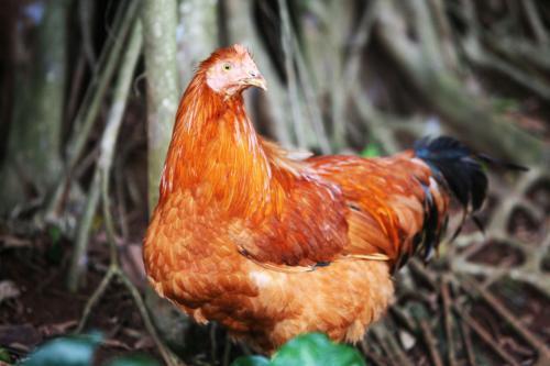 阉鸡与正常公鸡怎么区分