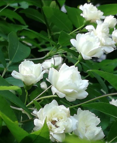 换种句式撰白蔷薇